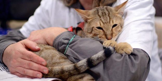 10 kucing termahal sejagat
