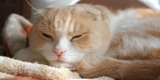 10 kucing termahal sejagat