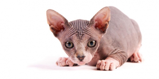 10 kucing termahal sejagat