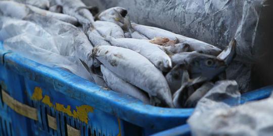 Indonesia berpotensi barter ikan dengan kapas dari Turki