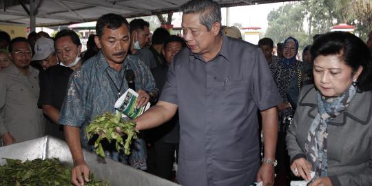 Presiden SBY tinjau perkebunan teh PTPN Pemalang