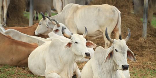Pemerintah akan pantau penggemukan sapi secara online