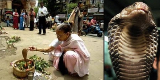 menikah dengan raja kobra rev2