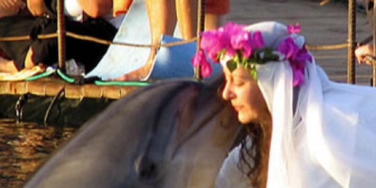 menikahi lumba lumba rev2