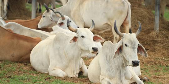 Tak perlu impor daging, jumlah sapi di Indonesia 14 juta ekor