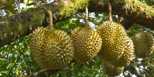 Investasi Rp 50 juta bisa miliki kebun durian