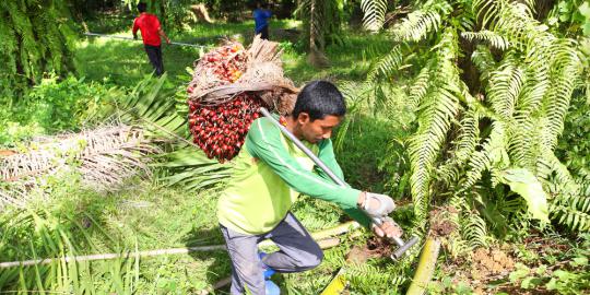 WNI pekerja ladang sawit di Sabah diungsikan