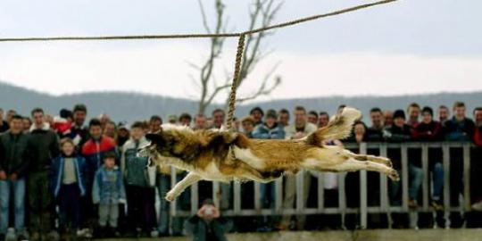 Ritual memutar anjing seperti gasing, unik atau mengerikan?