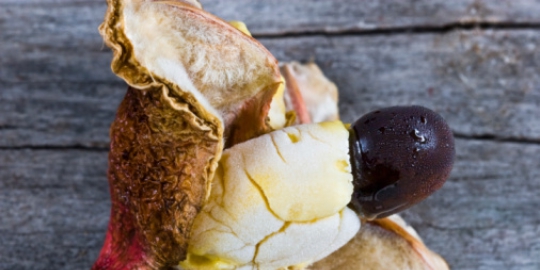 7 makanan ini bisa menyebabkan kematian!