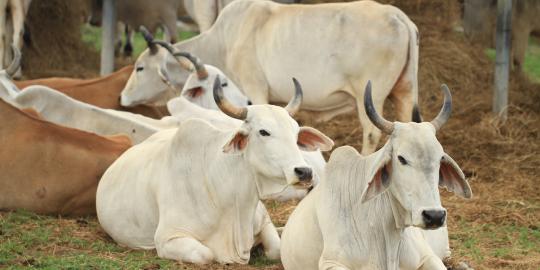 RNI akan kembangkan enam sentra peternakan sapi