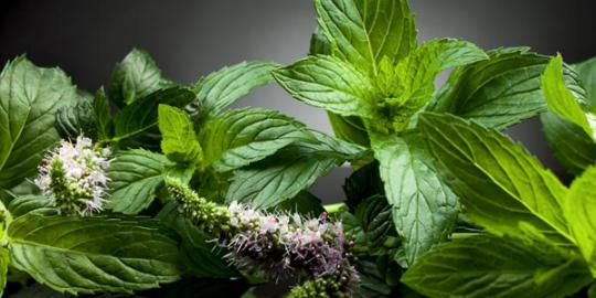 4 Khasiat peppermint untuk kulit