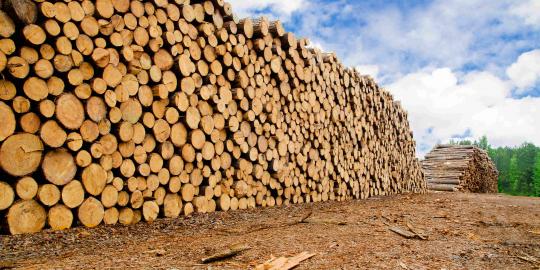Tingkatkan ekspor mebel, pemerintah galakkan sertifikasi kayu