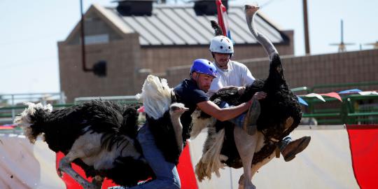 Balapan burung unta di Festival Ostrich