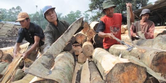 Kualitas kayu jati Indonesia masih diakui yang terbaik sejagat