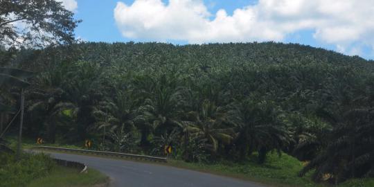Kebun kelapa sawit tempat pertempuran Malaysia vs penyusup Sulu