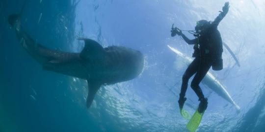 Menikmati alam bawah laut bersama kumpulan ikan hiu paus