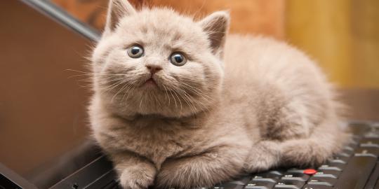 7 Hal Yang Tidak Disukai Kucing Dari Majikan Merdeka Com