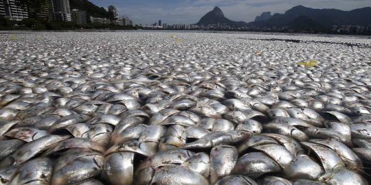 Ribuan ikan mati akibat tercemar polusi