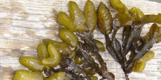 fucus