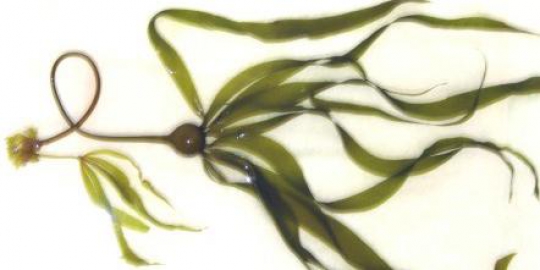 nereocystis luetkeana