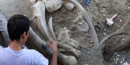 Penemuan 12 fosil 'Mastodon' gajah purba berusia 12.000 tahun
