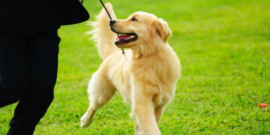 5 Hal yang bisa dirasakan anjing tentang manusia