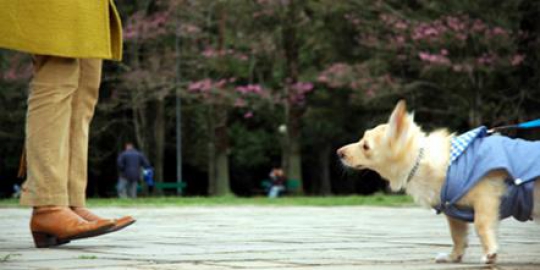 5 hal yang bisa dirasakan anjing tentang manusia