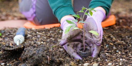 5 Tips berkebun di lahan kecil