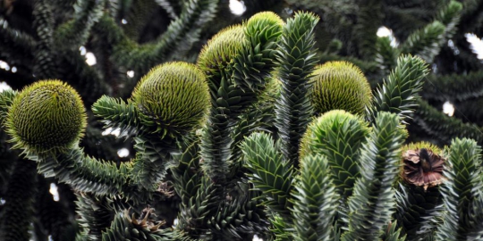 tree araucaria araucana