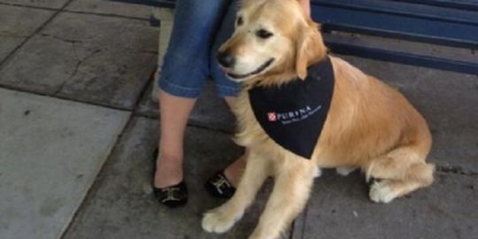 Charlie, anjing dengan gonggongan terkeras sedunia