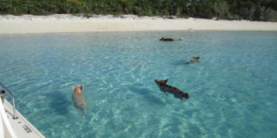 Menyaksikan keunikan Pulau Babi di Bahama merdeka com