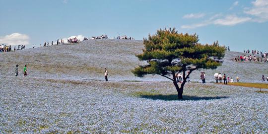 Hitachi Seaside Park, surga bunga di Jepang