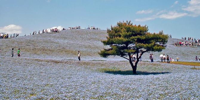 Hitachi Seaside Park Surga Bunga Di Jepang Merdekacom