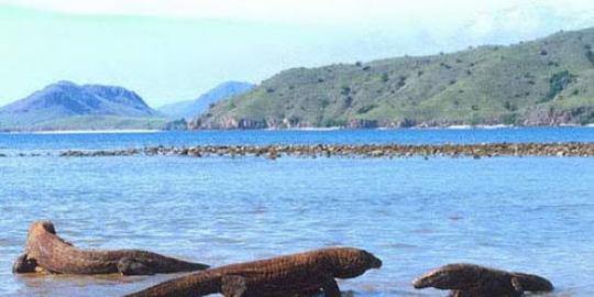 komodo indonesia