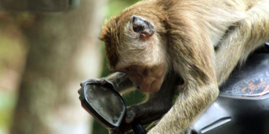 Monyet serang bayi hingga tewas di Riau