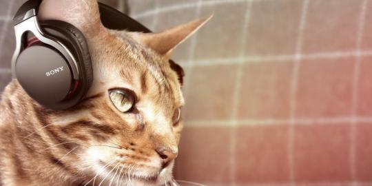 Sony rilis headphone untuk kucing