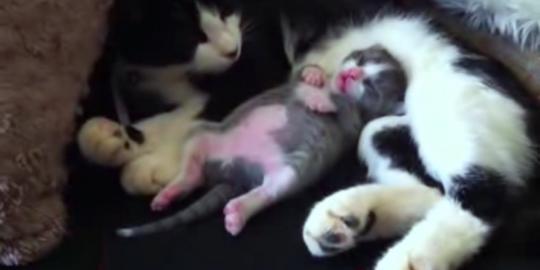 [Video] Menggemaskan, kucing kecil ini menari saat tidur!