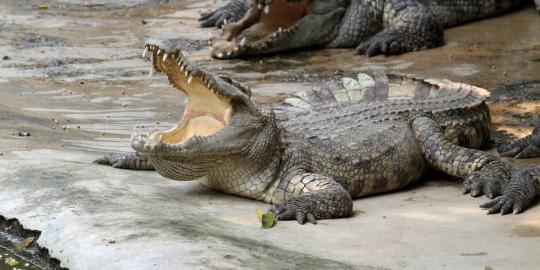 Buaya tiga meter masuk parit kagetkan Desa Karya Bhakti