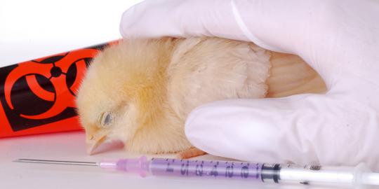 6 Fakta penting tentang flu burung langka