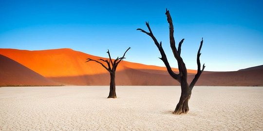 Dead Vlei, lembah mati yang 'hidup'