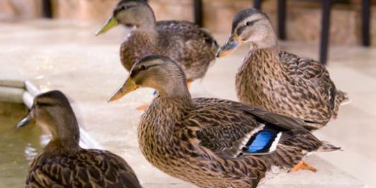 Peabody Ducks, saat bebek punya 'istana' sendiri