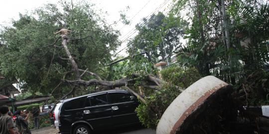 Pohon tumbang di Prapanca, arah Jl TB Simatupang macet
