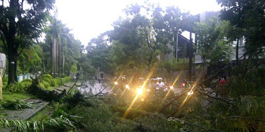 Hujan angin di Wonogiri, 1 tewas dan puluhan pohon tumbang