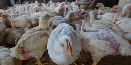 Ratusan ayam berkeliaran di Tol Jagorawi, lalin macet