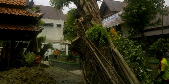 Pemkot Solo pindahkan pohon asem berusia 250 tahun