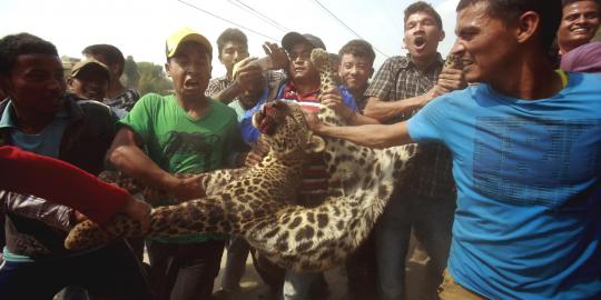 Dianggap meresahkan, seekor macan tutul mati dibunuh warga