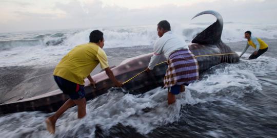 Ikan hiu tutul terdampar di pantai Dulupi Gorontalo