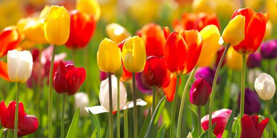 12 Fakta menarik tentang bunga tulip