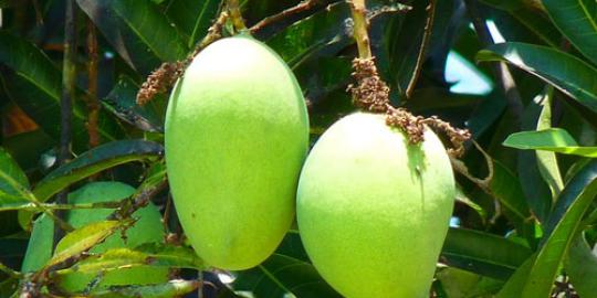 Mangga muda, si asam yang ampuh lawan sembelit