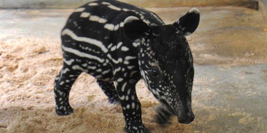 Lucunya bayi tapir di Taman Safari Bogor